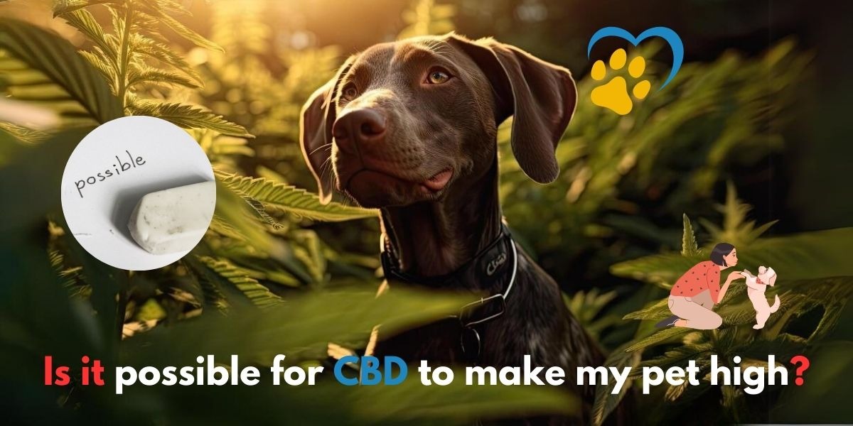 cannabinoid oil for dog